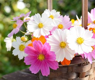 cut cosmos flowers in woven basket