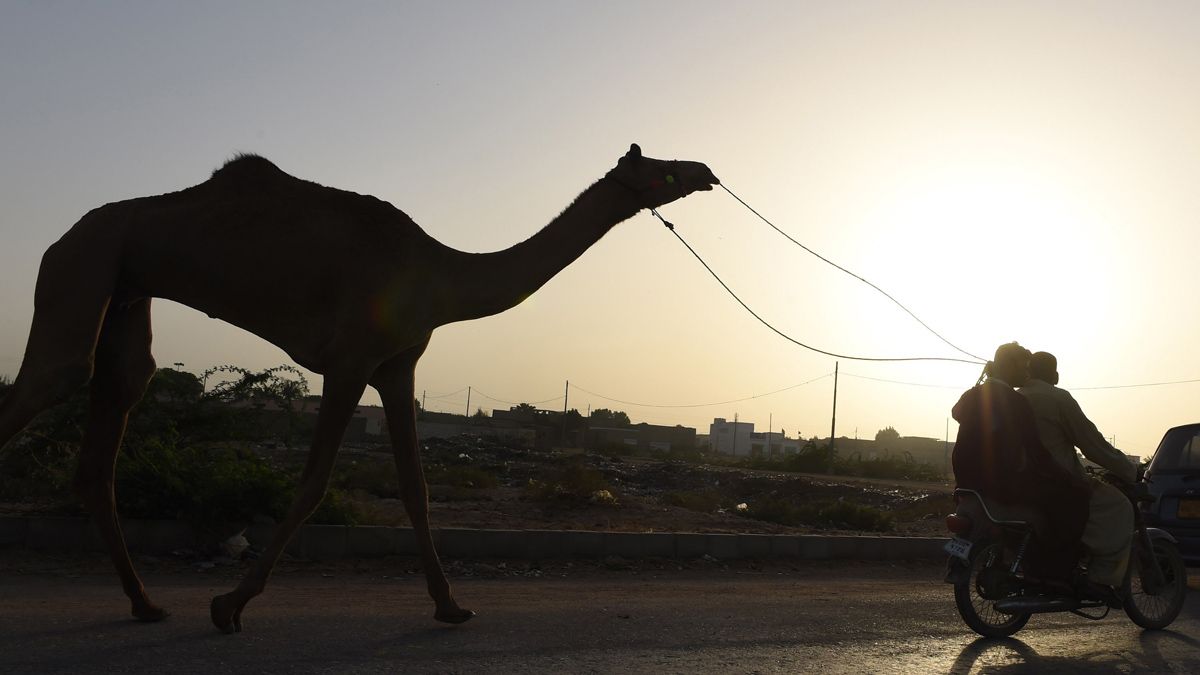 A Pakistani man transports a camel ahead of the sacrificial Eid al-Adha festival in Karachi on September 23, 2015. Muslims across the world are preparing to celebrate the annual festival of E