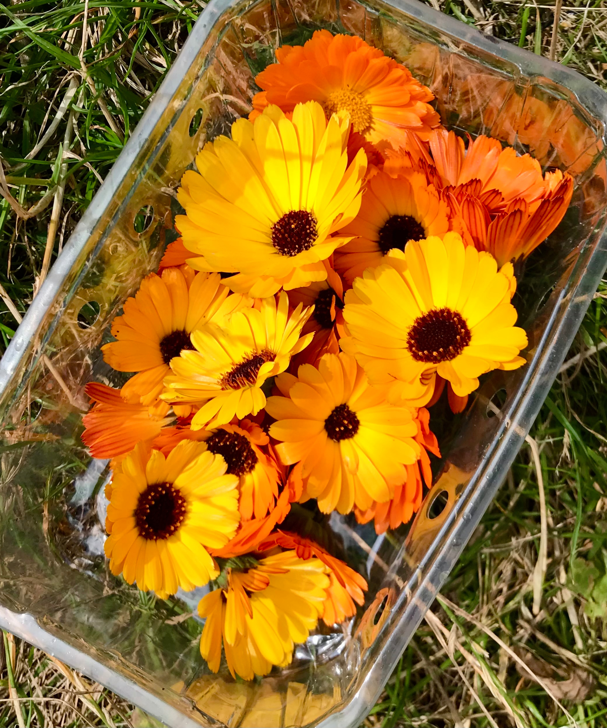 harvested calendula flowers in a tub