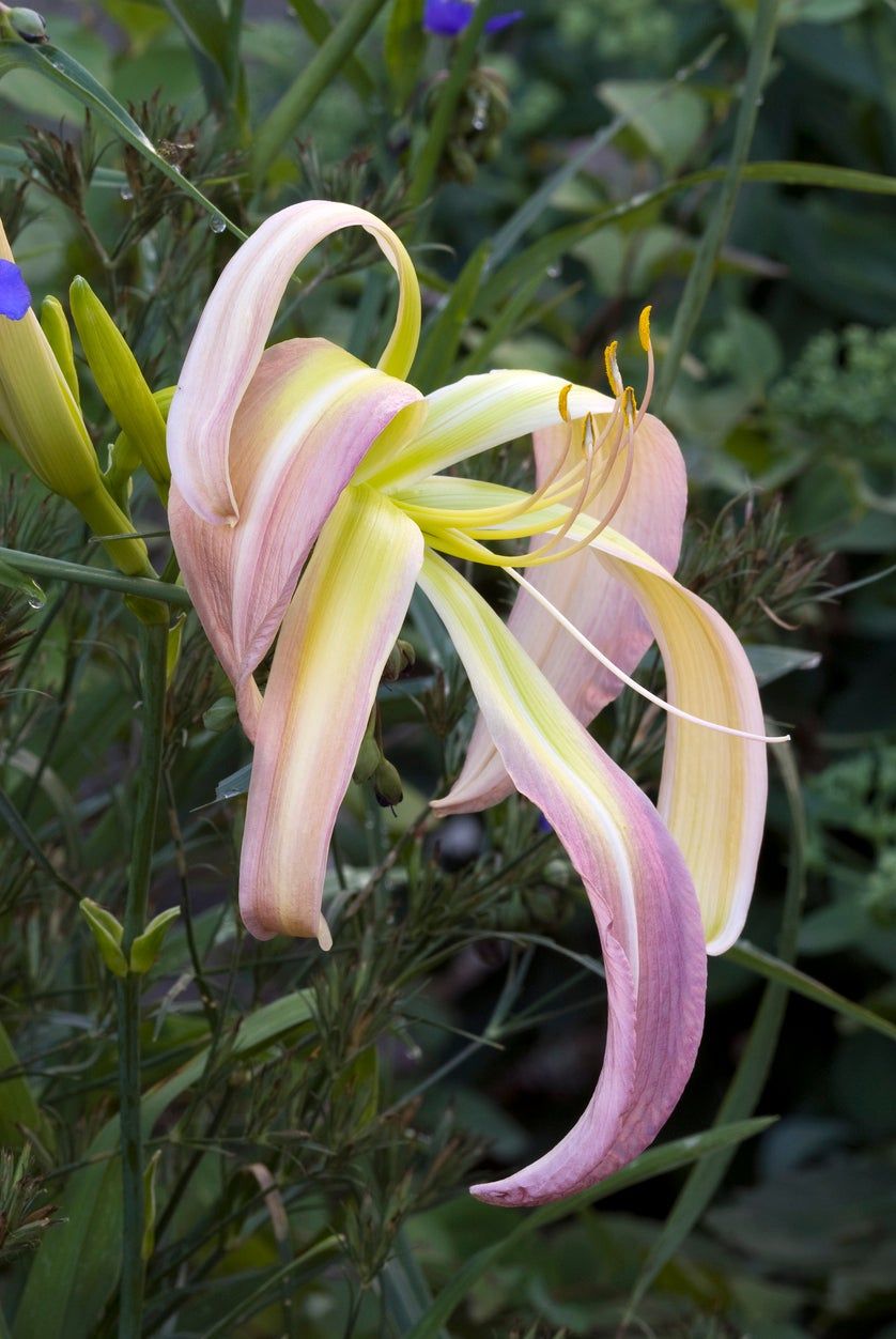 spider daylily