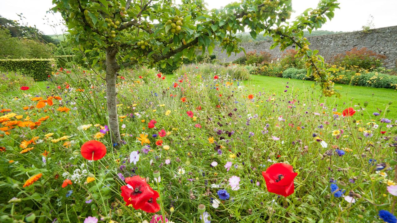 wildflower garden ideas Small apple tree full of apples growing in a garden surrounded by many coulorful flowers such as poppies and daisies