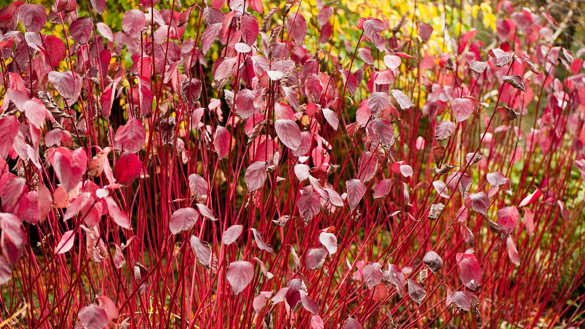 Cornus alba ‘Sibirica' with red stems and leaves