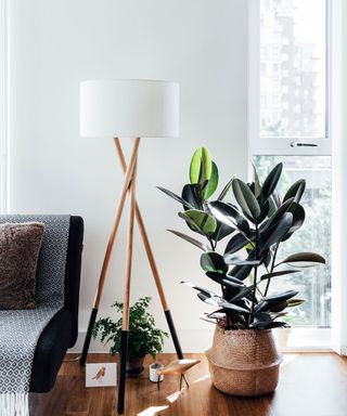 rubber plant and floor lamp