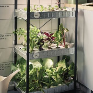 hydroponic indoor gardening kit from ikea