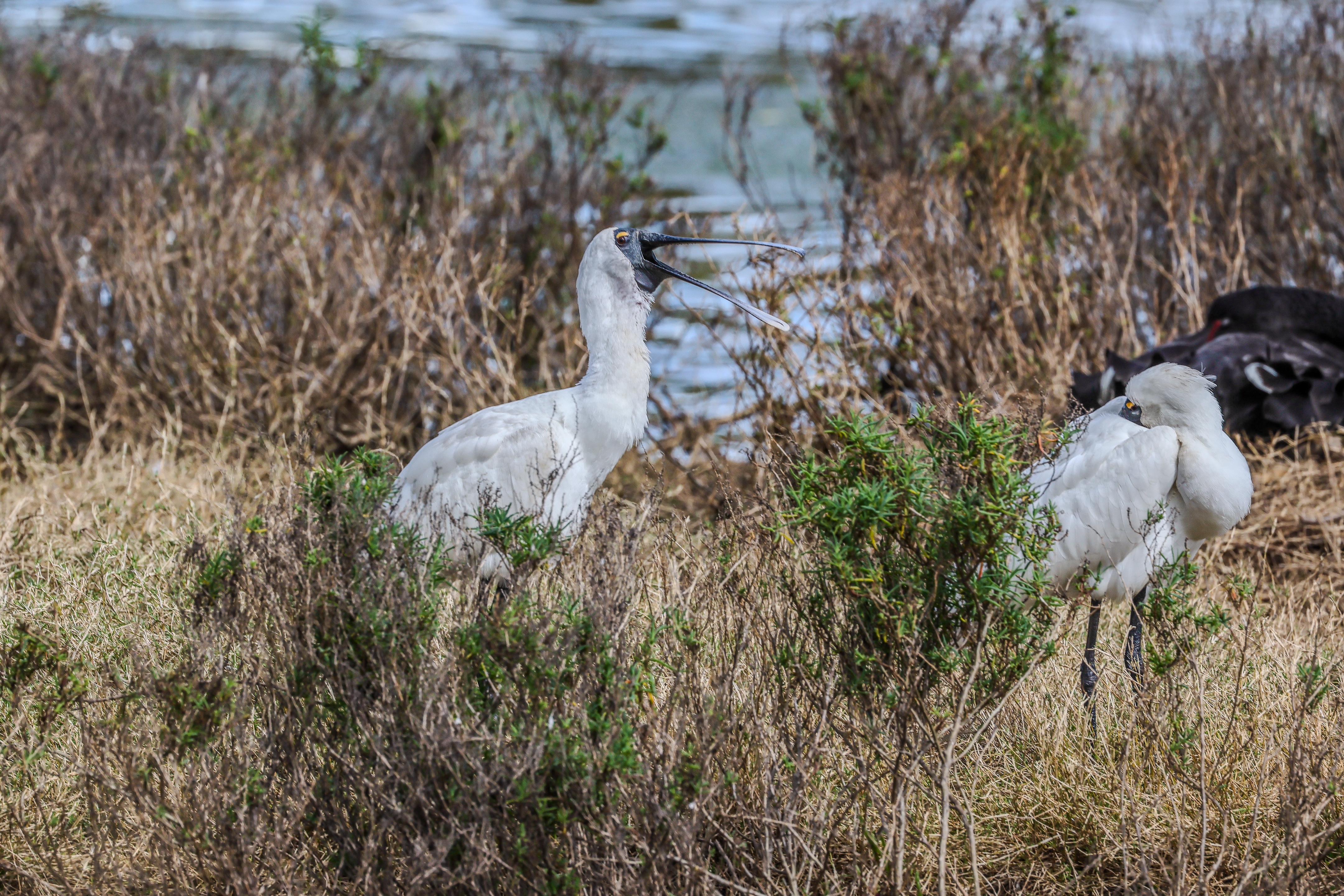 A spoonbill with its beak wide open