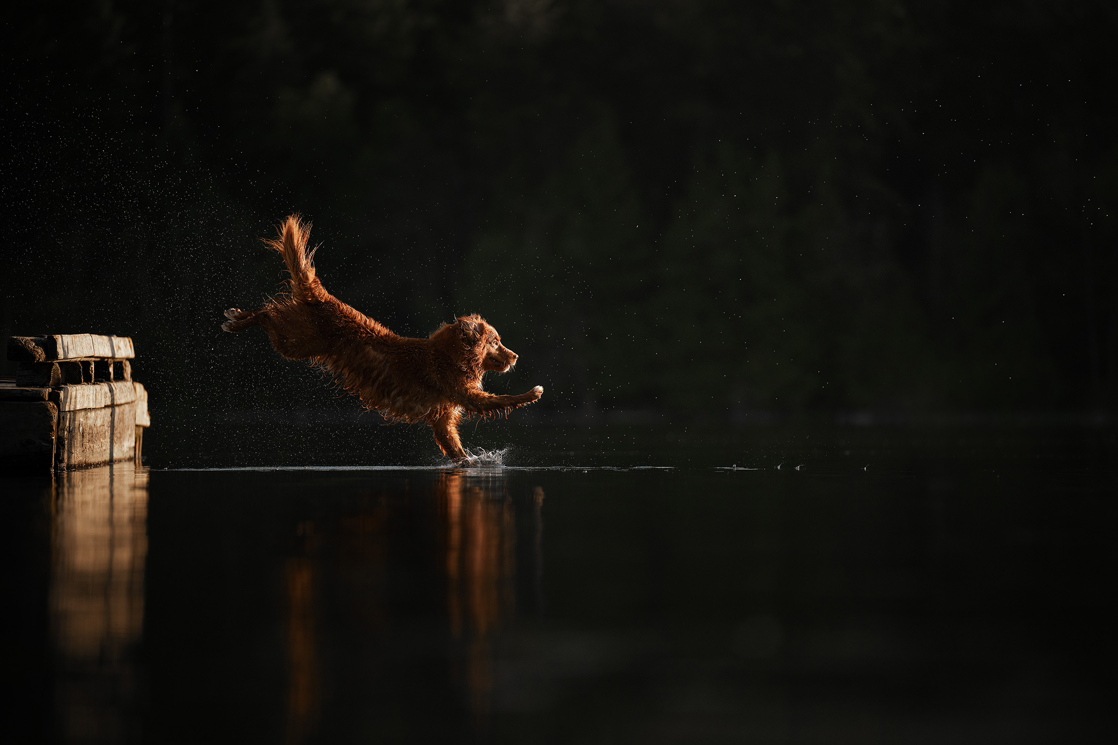 Golden retriever joyfully leaps off a wooden dock into a dark, calm lake, with water droplets mid-air and a forest blurred in the background