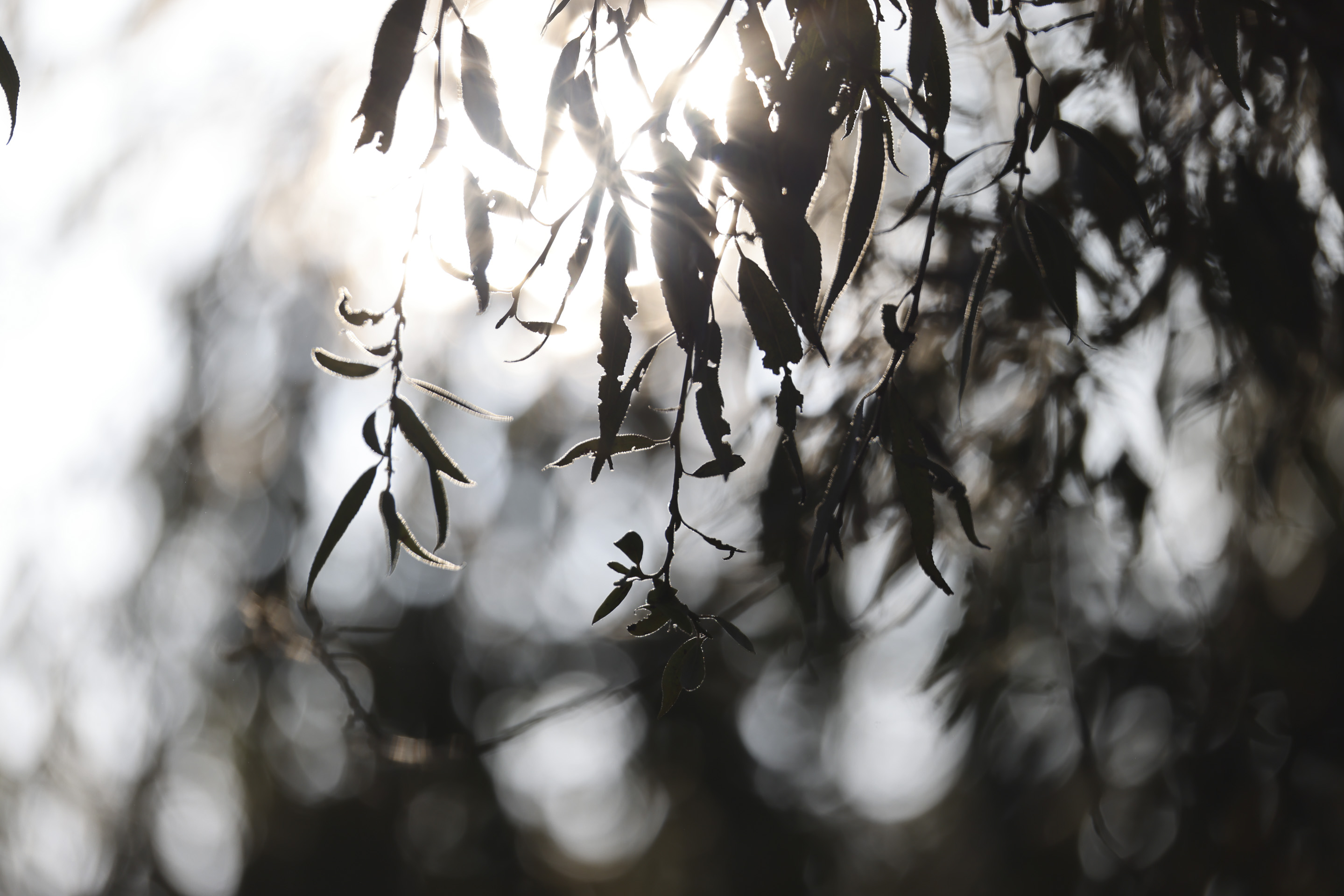 Backlit tree leaves and shallow depth of field and bokeh, taken with the Canon RF 200-800mm F6.3-9 lens at its telephoto setting