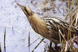 Bittern numbers have been rising in Britain since 2006