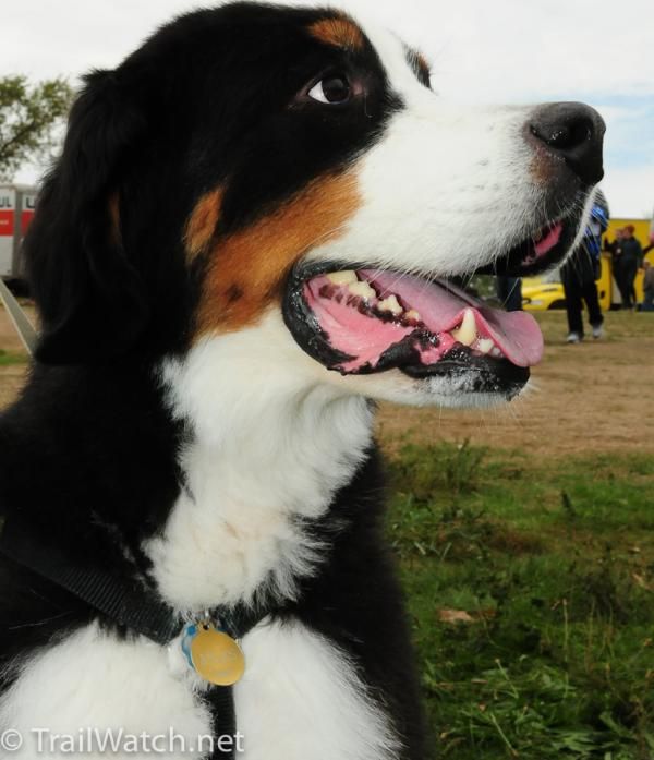 Best looking dog of the day