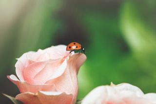 ladybird on pink roses