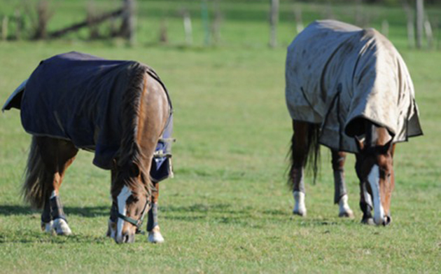 winter-grazing-02-544x400-1.jpeg