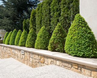 boxwood trees used as transitional plants in foundation planting design