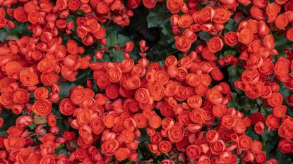 Red begonias 