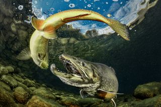 Two fish in an underwater photo of a lake.