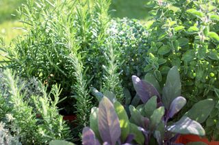 Lush herb garden