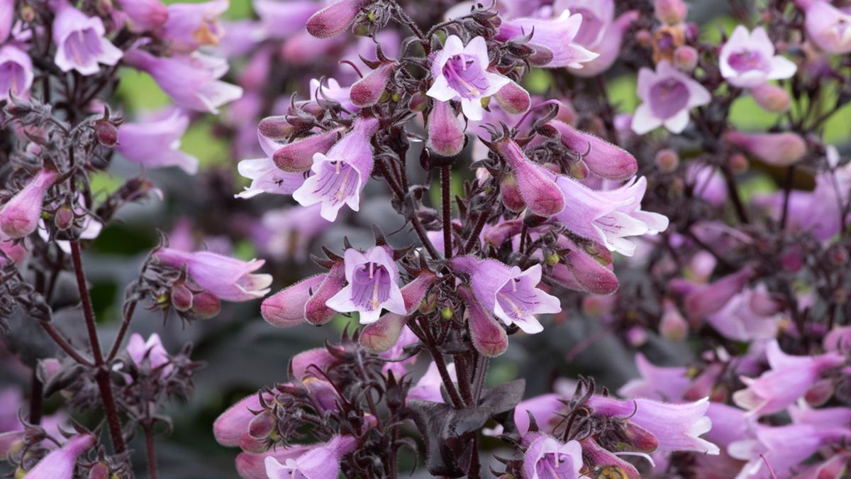 16 beautiful penstemon varieties for your planting scheme