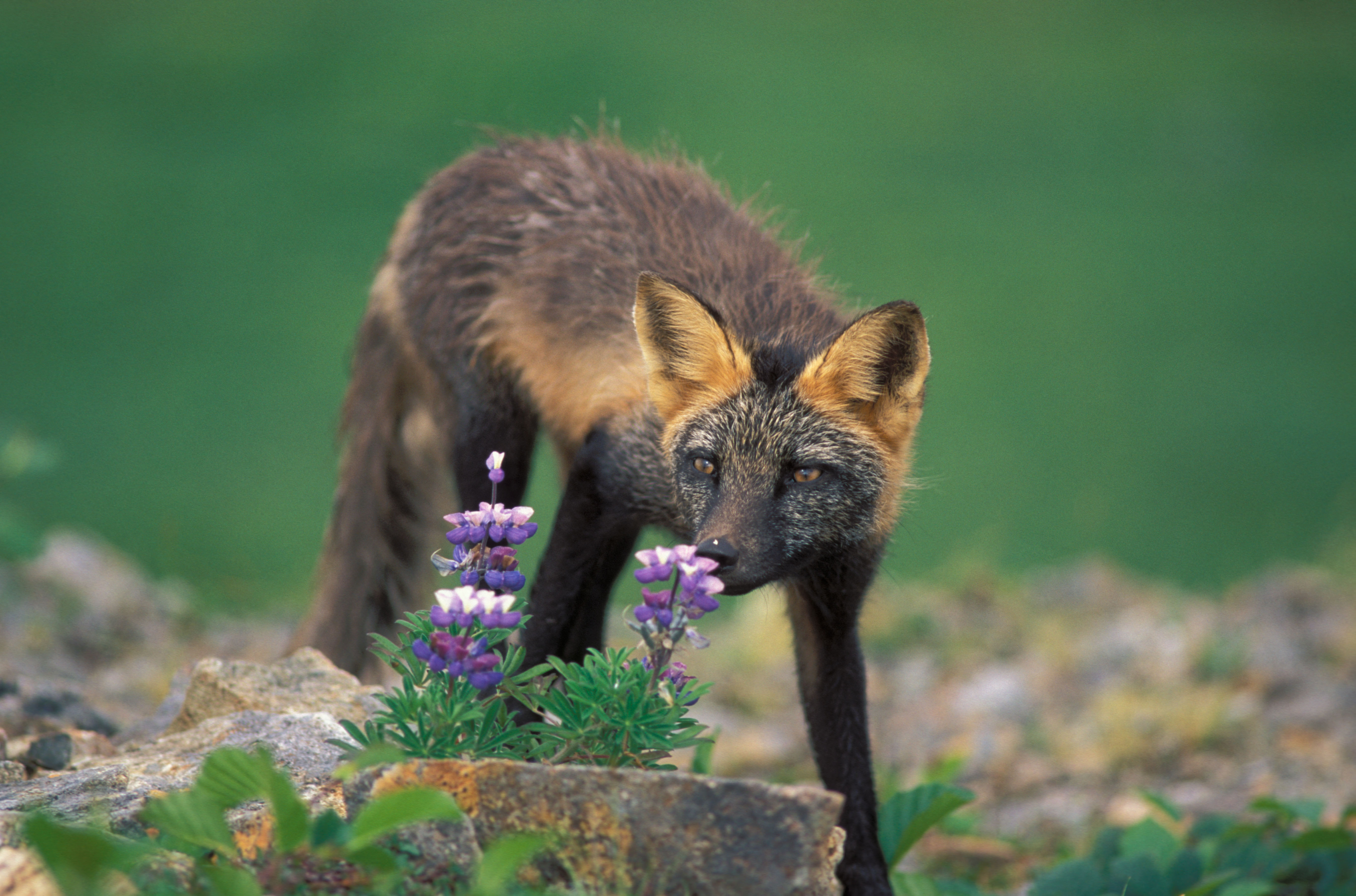 AKC18D Red Fox melling Lupine Lupinum Nootkatensis flower