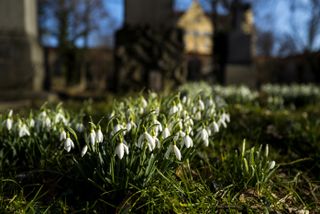 Snowdrops | shade loving plants