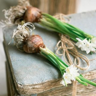flowering bulbs and tubers will help them survive the winter