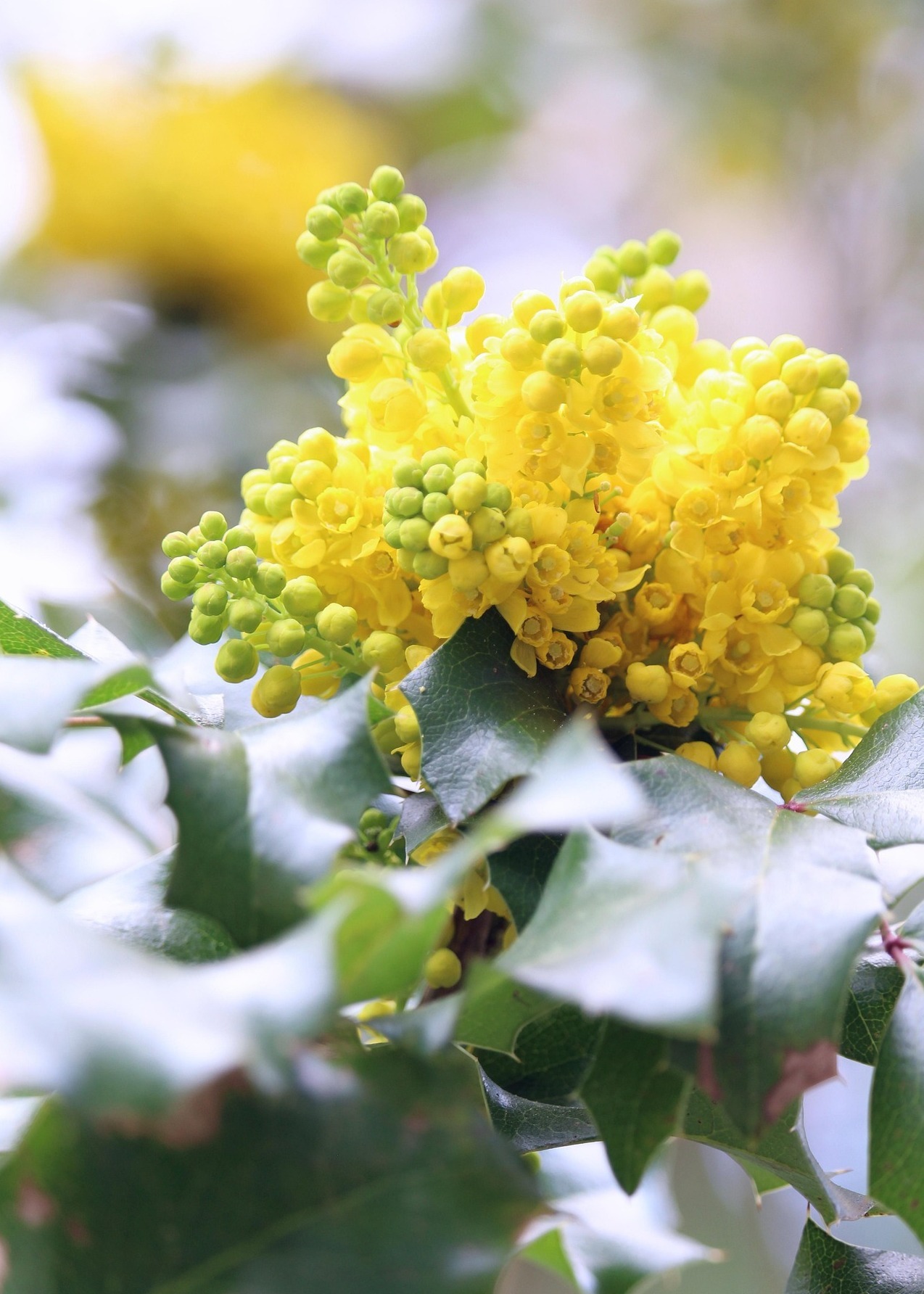 close up of yellow Mahonia plant