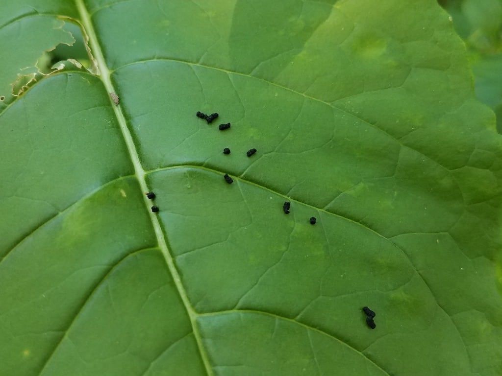 Insect Frass On Green Leaf