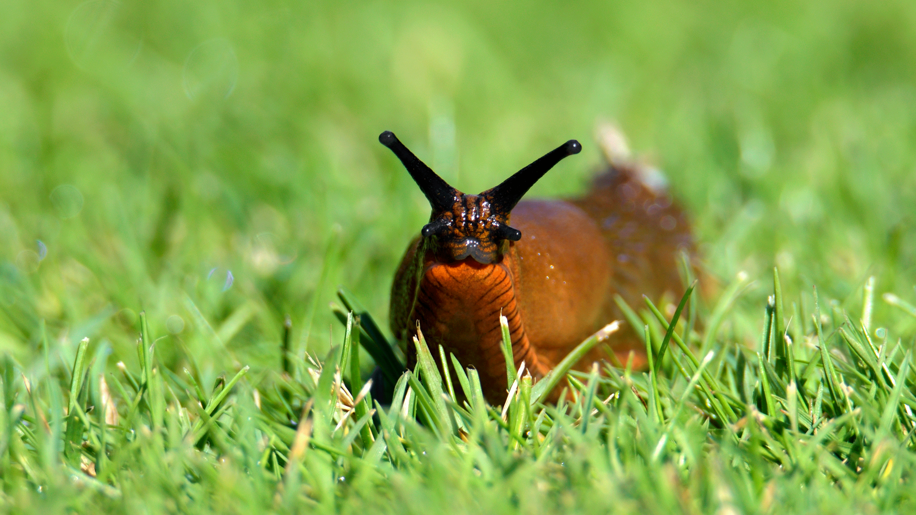 Slug on grass