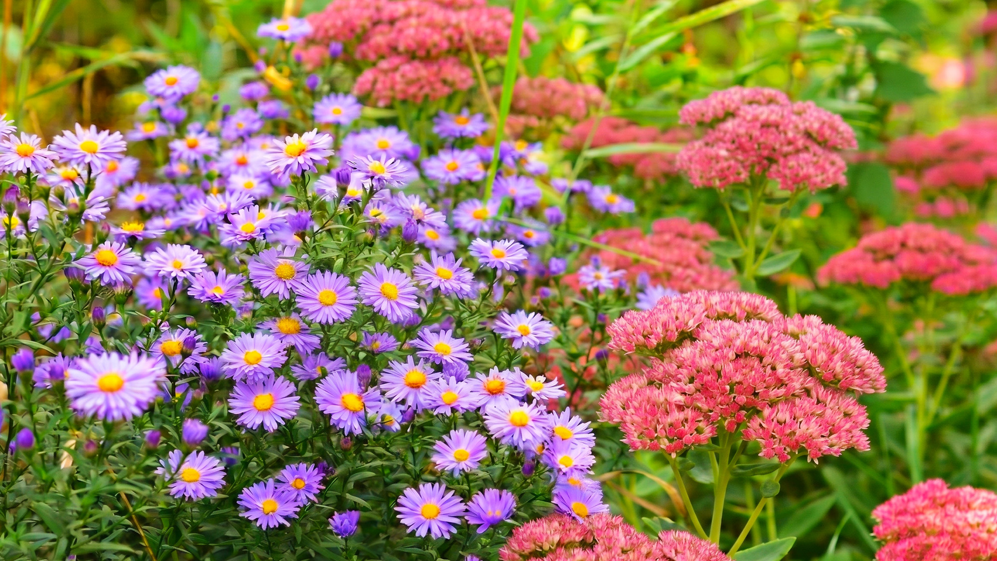 Italian asters paired with Autumn Joy sedum in the garden