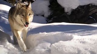 One eyed wolf walking on thick snow next to a camera set up on a trail.