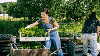 Postmenopausal woman wearing dungarees gardening at an allotment