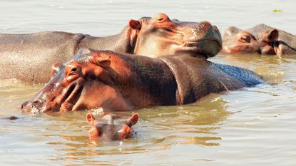 Hippos wallow in the Luangwa River in Zambia.