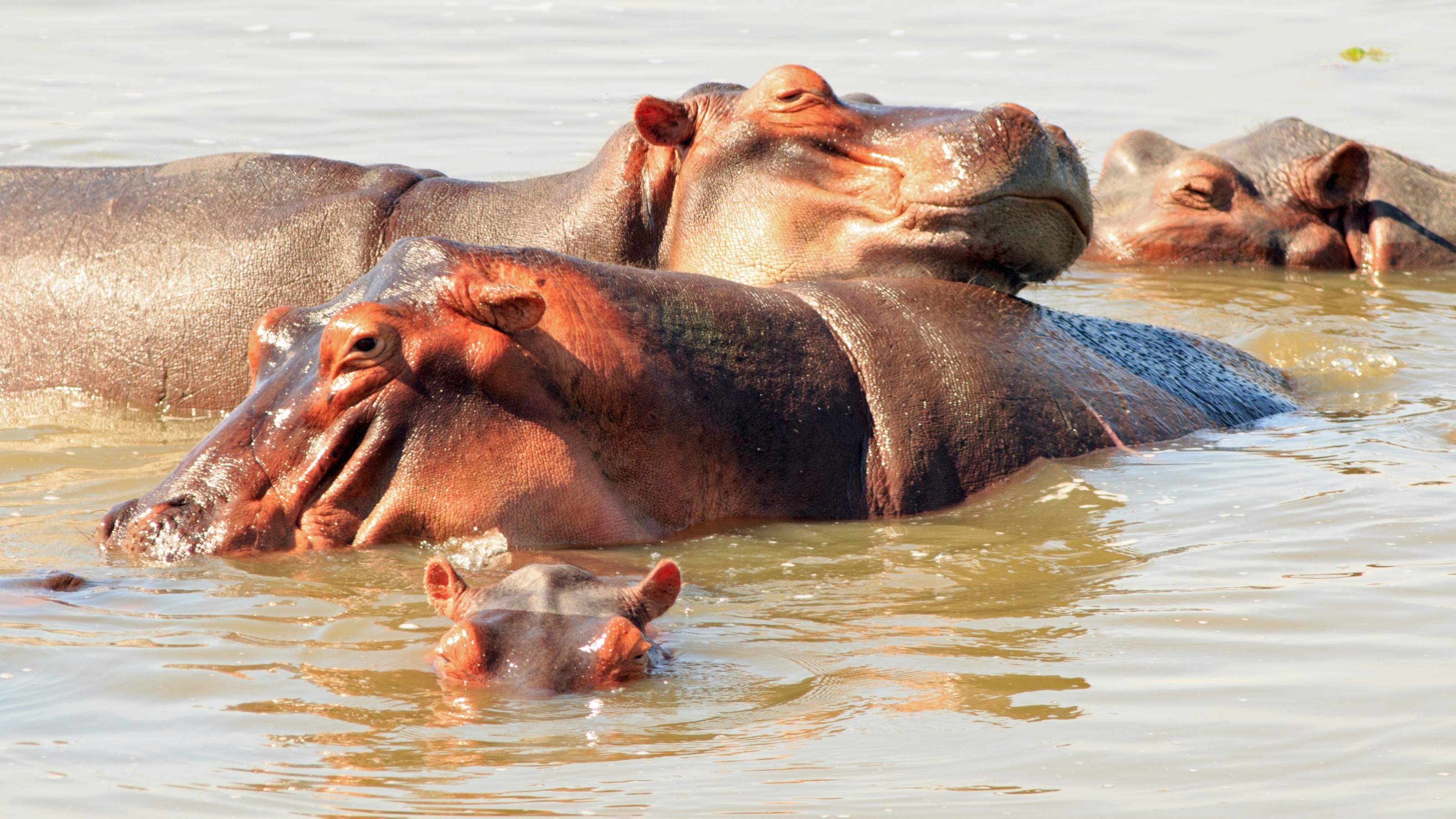 Hippos wallow in the Luangwa River in Zambia.