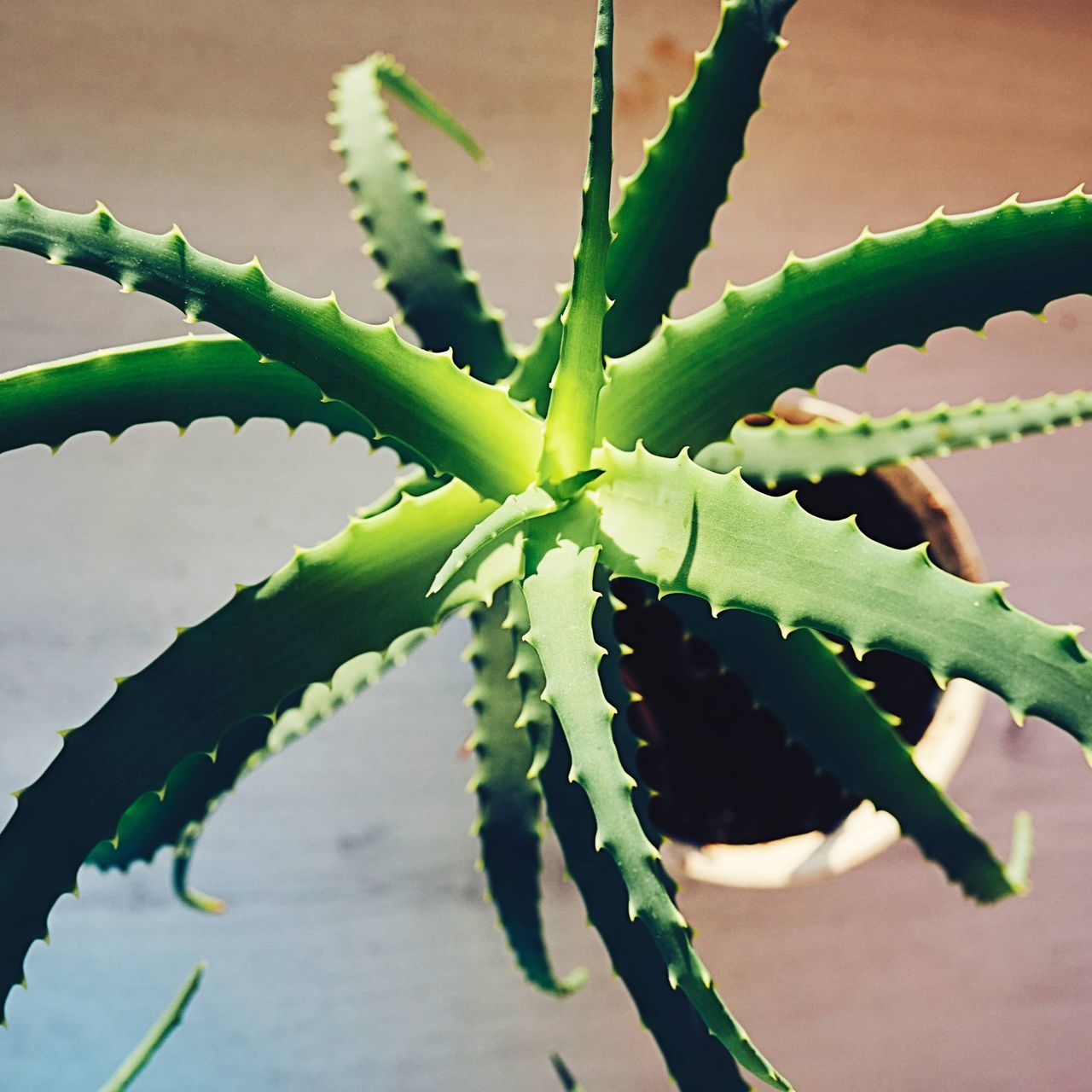 Overhead view of a potted aloe plant