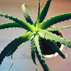 Overhead view of a potted aloe plant