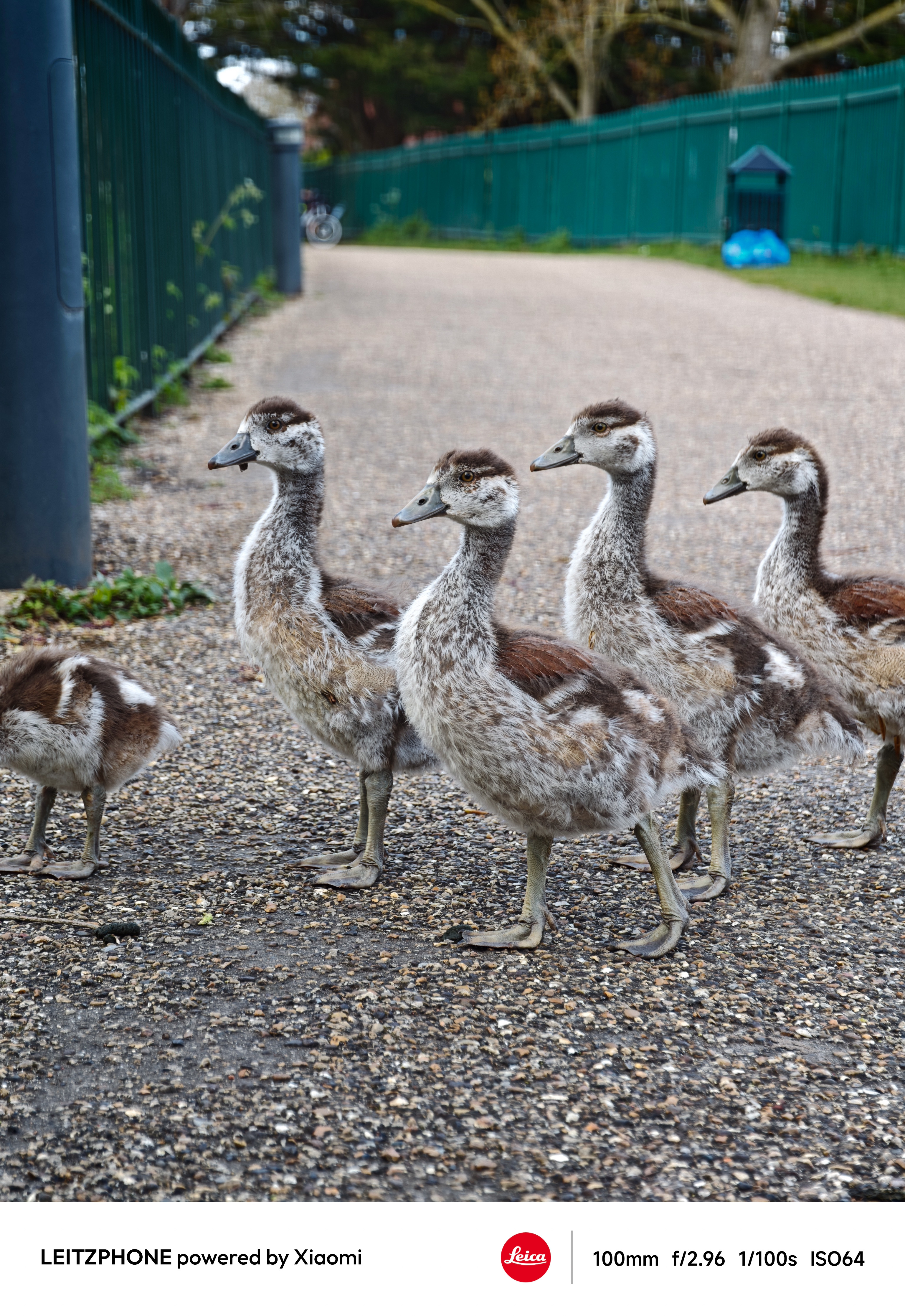 Group of young geese standing on a paved path