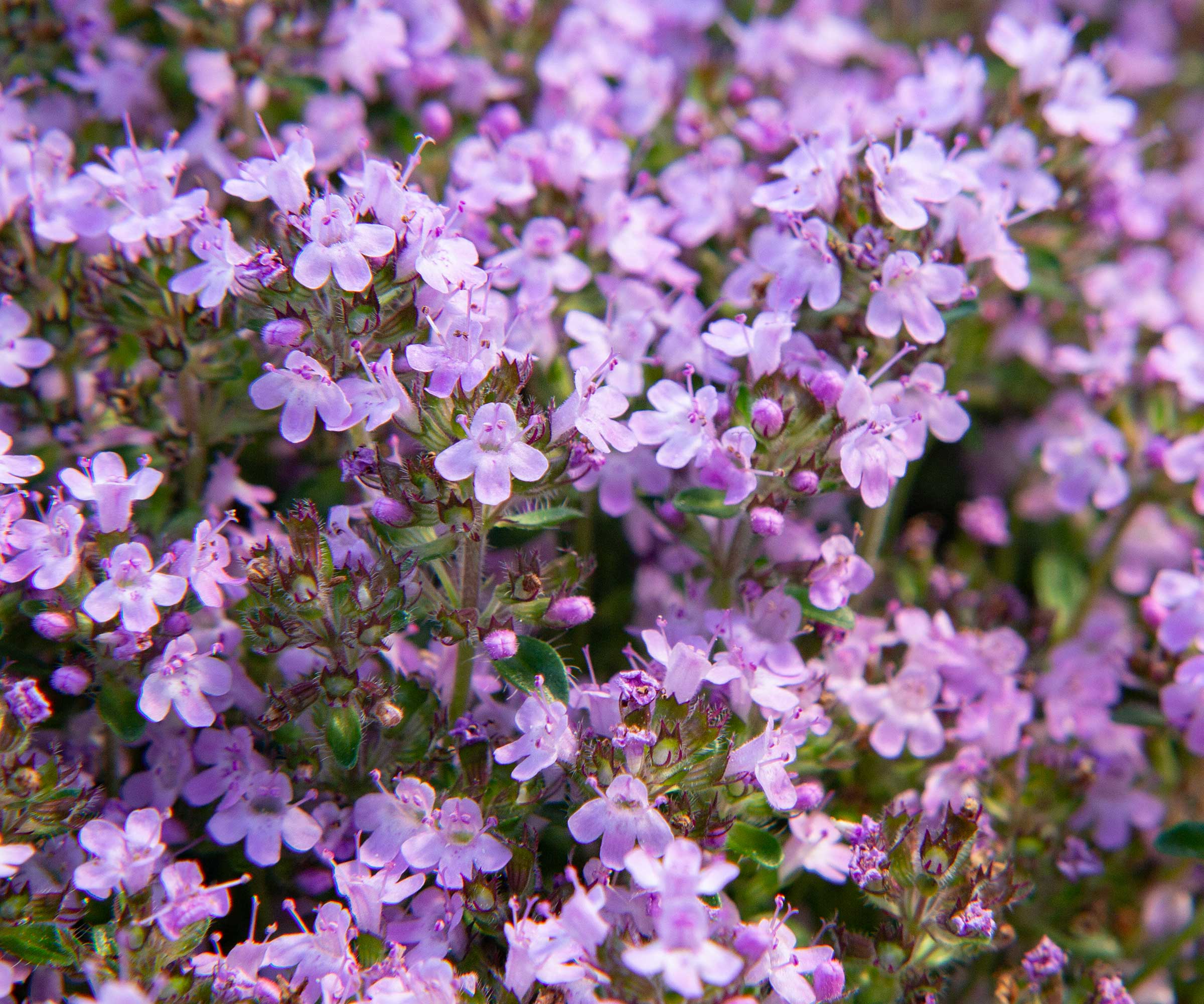 creeping thyme in flower