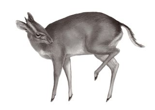 A new duiker (antelope) from West Africa was first encountered at a bushmeat market, a surprising find, according to the scientists who reported the new species in Zootaxa. "The discovery of a new species from a well-studied group of animals in the contex