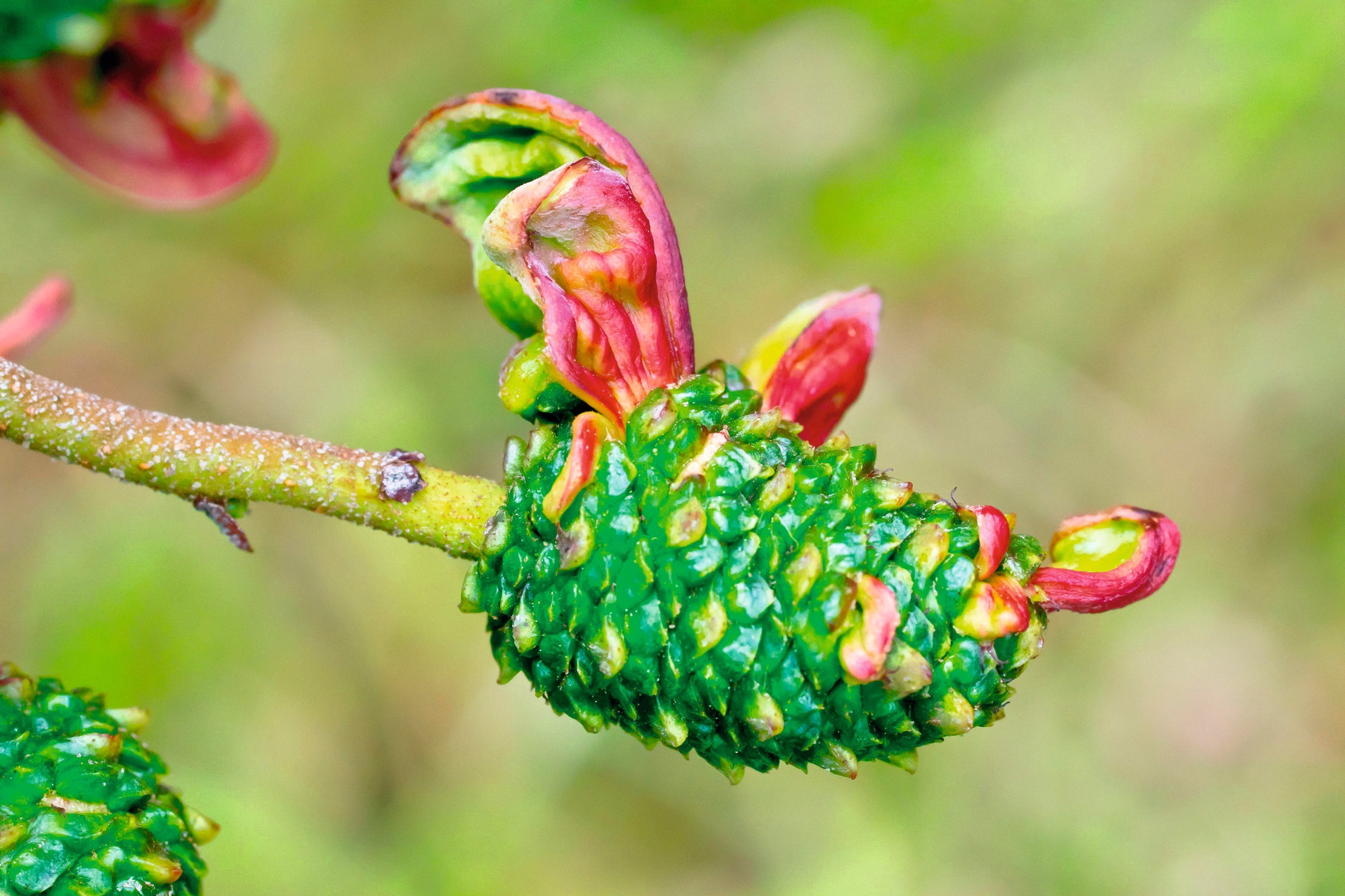 An Alder tongue gall