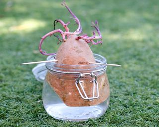 Growing sweet potato slips in a jar of water