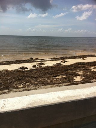 Nutria wash ashore after hurricane isaac