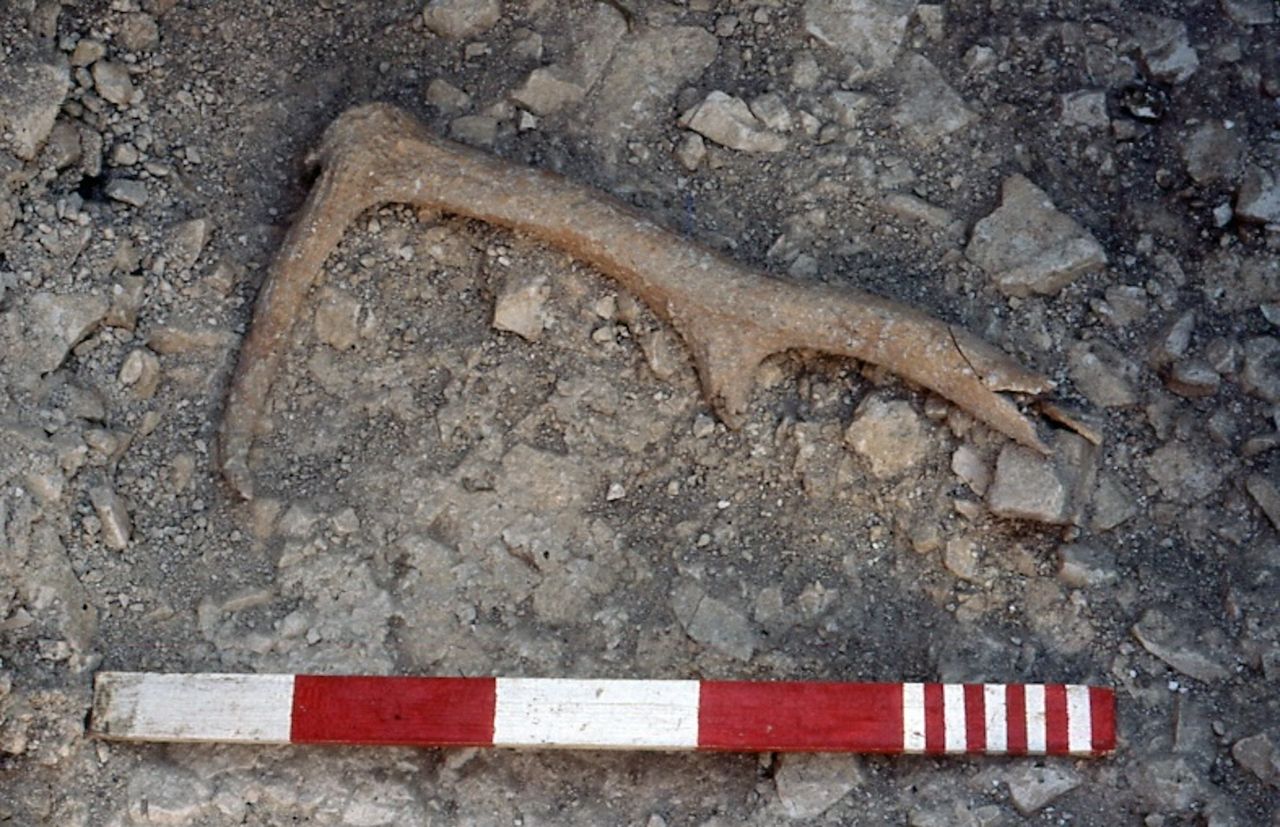an antler in the dirt