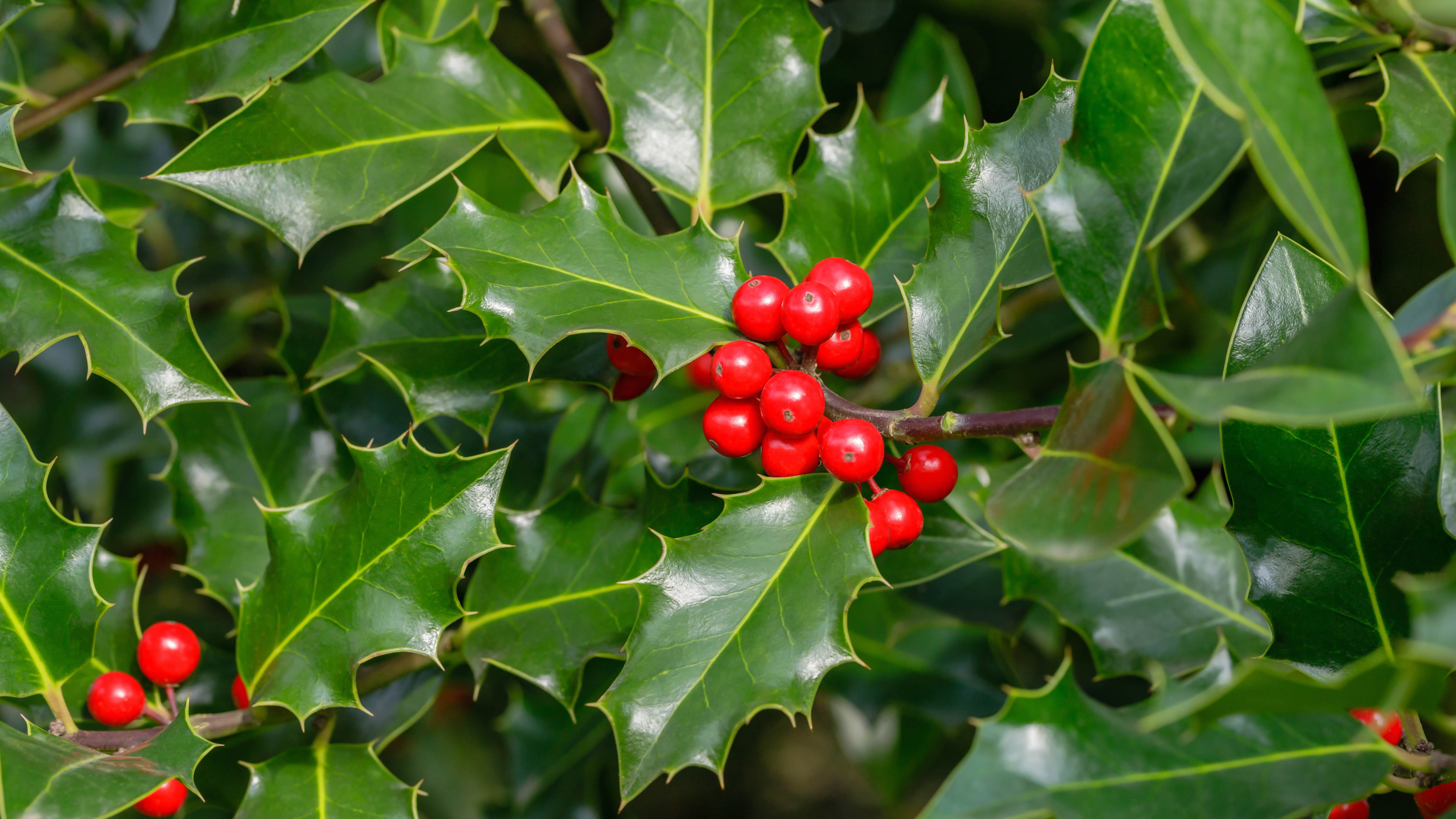 Common holly with berries