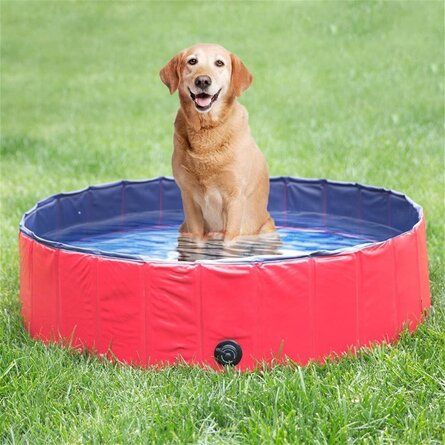 dog pool
