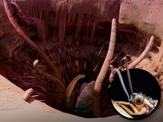 Sarlacc from Star Wars and an antlion