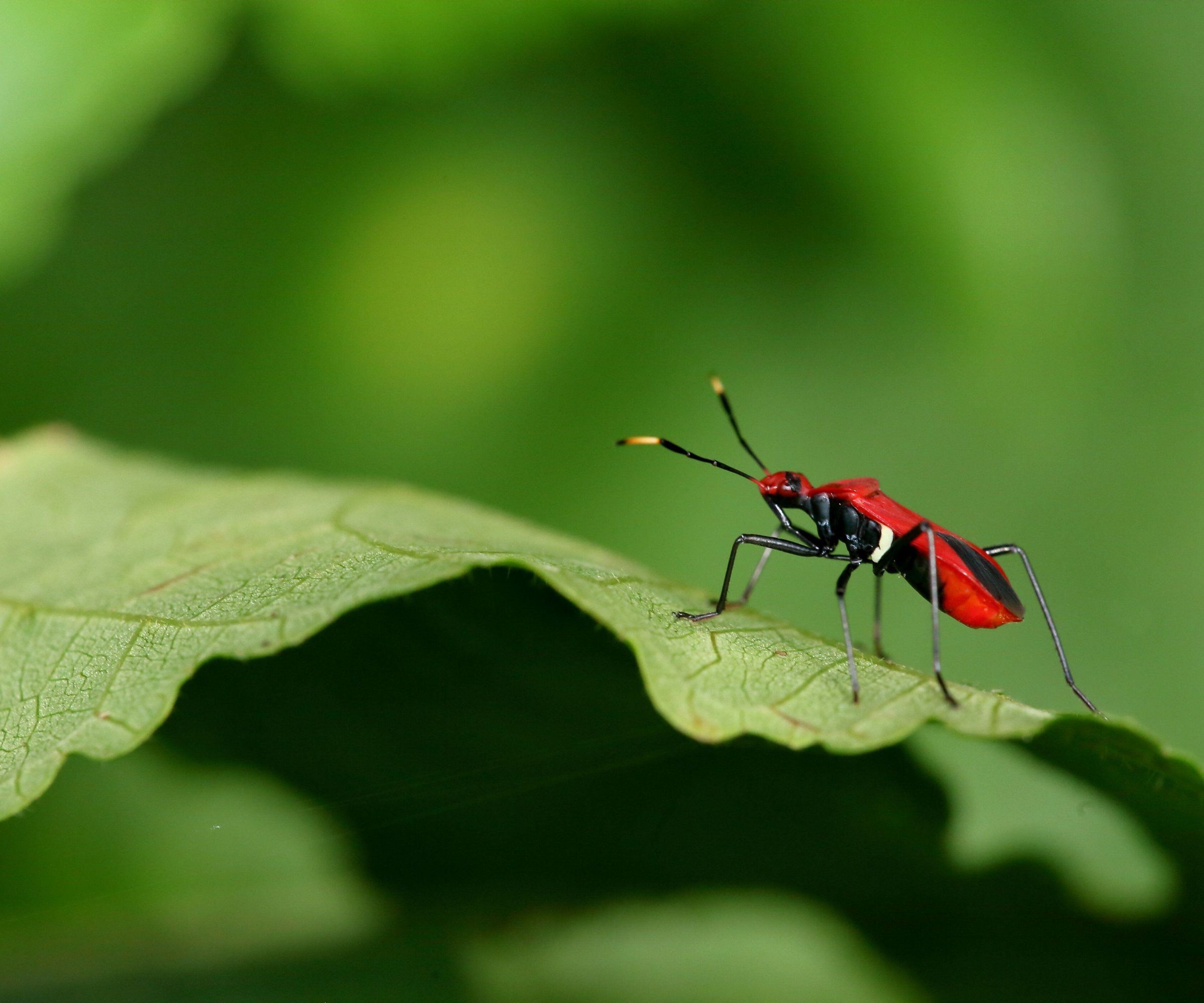 how-to-get-rid-of-boxelder-bugs-outside-your-house-expert-tips-homes