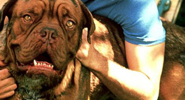 Hooch (Turner and Hooch)