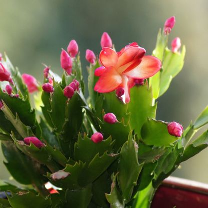 Christmas cactus care Schlumbergera on the window sill