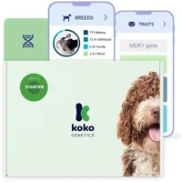 Koko DNA Test For Dogs | 21% off at AmazonWas £74.99 Now £58.99 Koko DNA Test For Dogs | 21% off at AmazonWas £74.99 Now £58.99