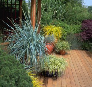 Grasses planted along the edge of a patio