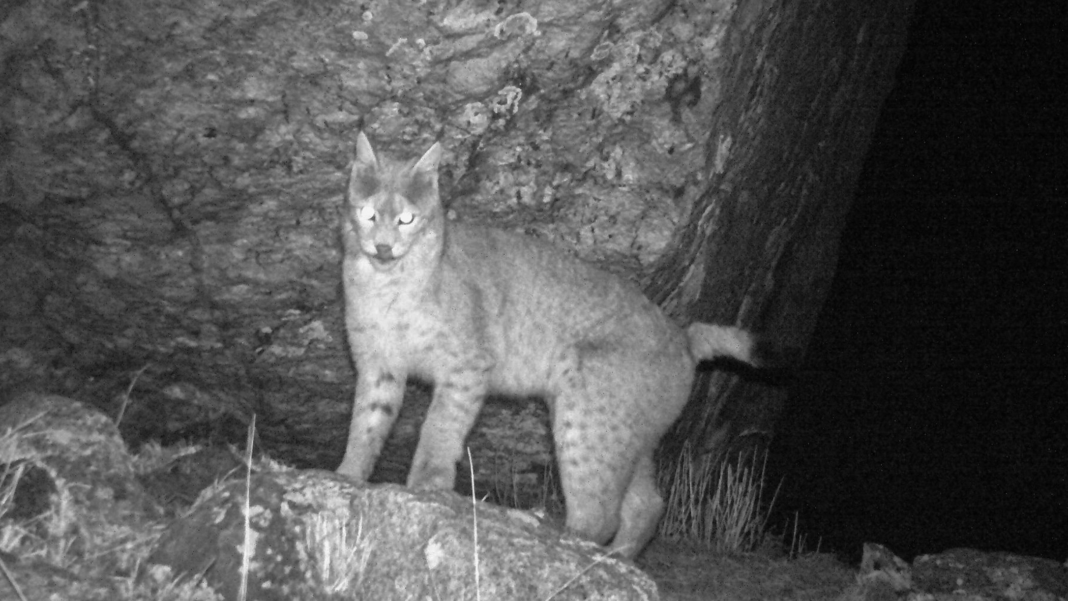 Eurasian lynx camera trap image. 