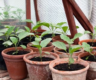 eggplants potted seedlings hardening off in greenhouse